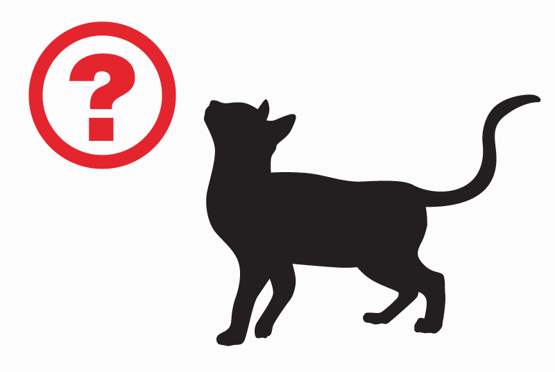 Alerte Disparition Chat croisement Femelle , 4 ans Saint-Gilles Belgique