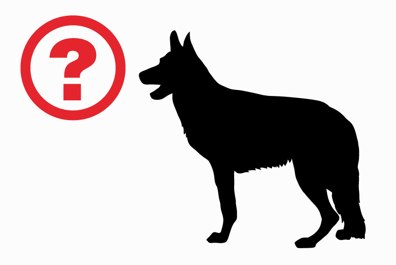 Discovery alert Dog  Unknown Etterbeek Belgium