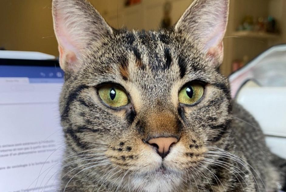 Avviso scomparsa Gatto  Femmina , 4 anni Saint-Gilles Belgio