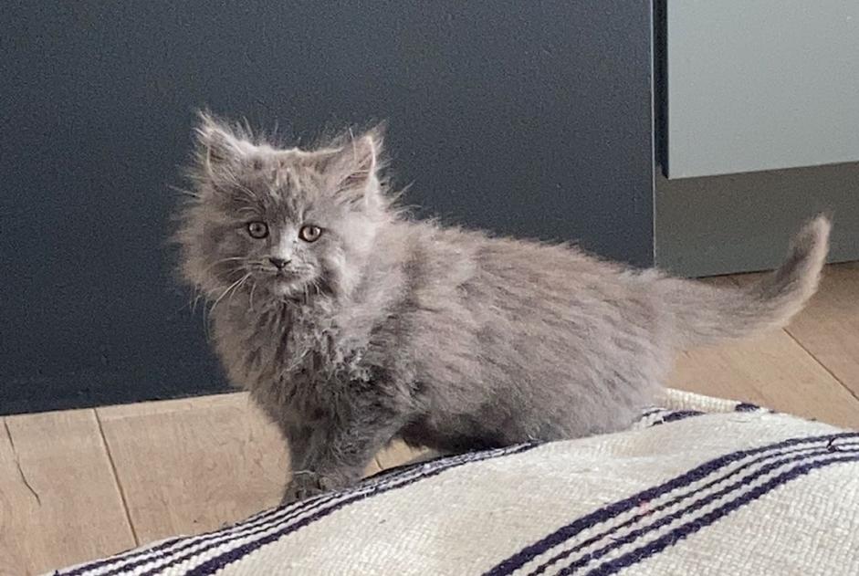 Avviso scomparsa Gatto incrocio di razze Femmina , 1 anni Auderghem Belgio Avviso scomparsa Gatto incrocio di razze Femmina , 1 anni Auderghem Belgio