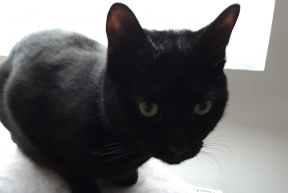Avviso scomparsa Gatto Maschio , 6 anni Woluwe-Saint-Pierre Belgio Avviso scomparsa Gatto Maschio , 6 anni Woluwe-Saint-Pierre Belgio