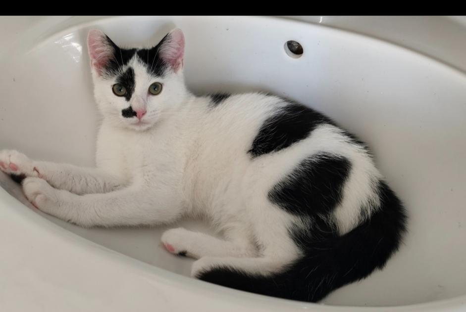 Avviso scomparsa Gatto Maschio , 0 anni Saint-Nicolas Belgio