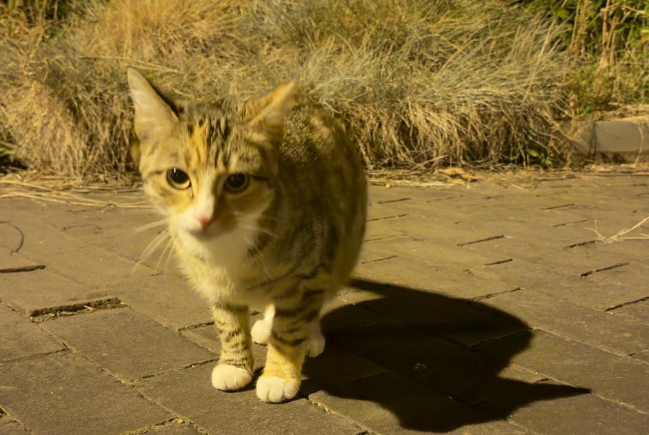 Avviso Ritrovamento Gatto Non conosciuta Auderghem Belgio Avviso Ritrovamento Gatto Non conosciuta Auderghem Belgio