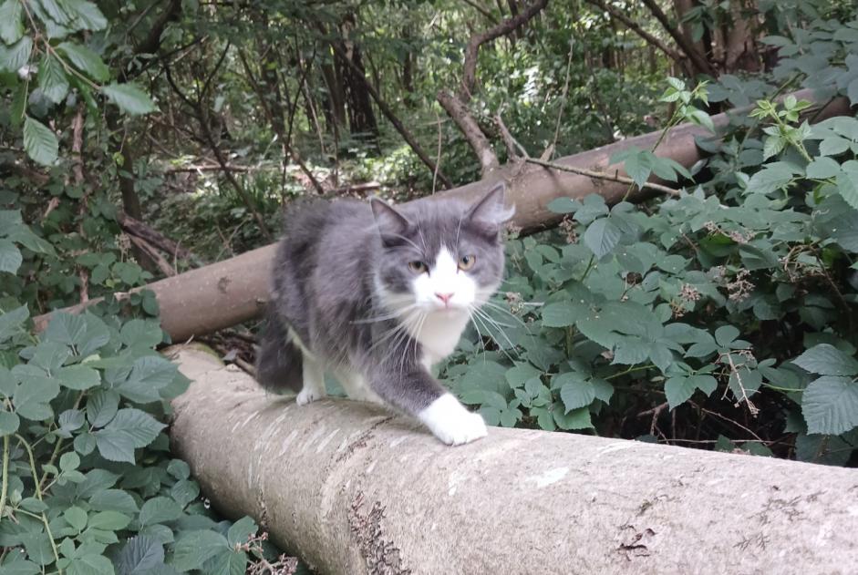 Avviso Ritrovamento Gatto Maschio Manage Belgio Avviso Ritrovamento Gatto Maschio Manage Belgio