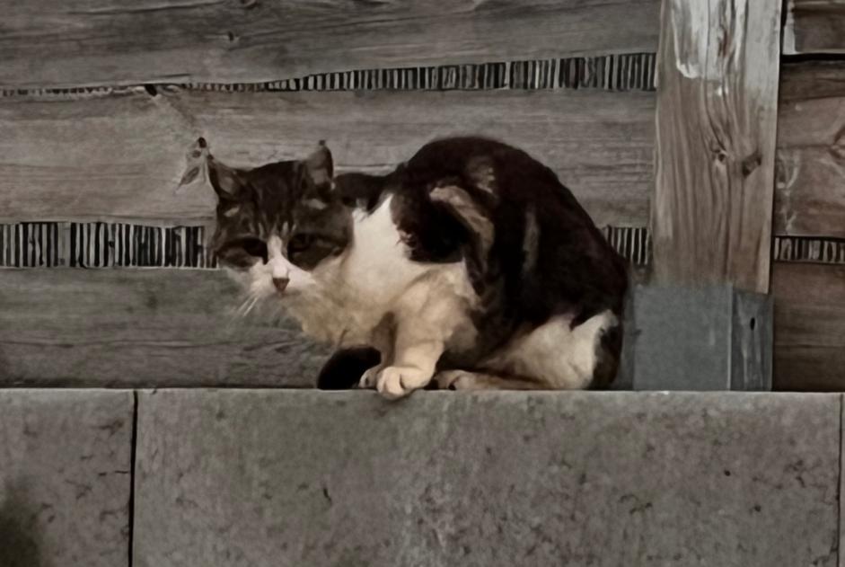 Avviso Ritrovamento Gatto Non conosciuta Oupeye Belgio