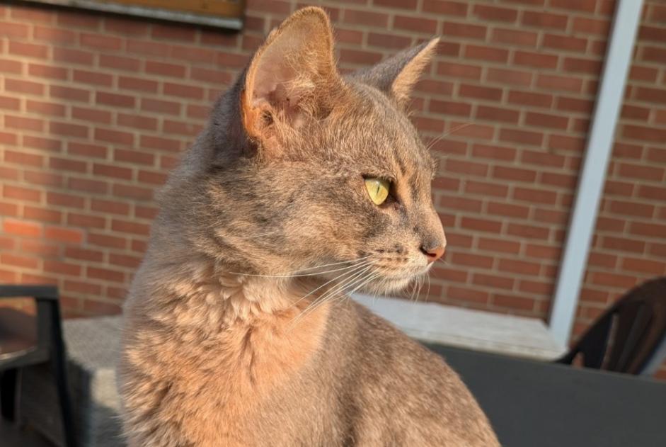 Verdwijningsalarm Kat  Mannetje , 3 jaar Charleroi België