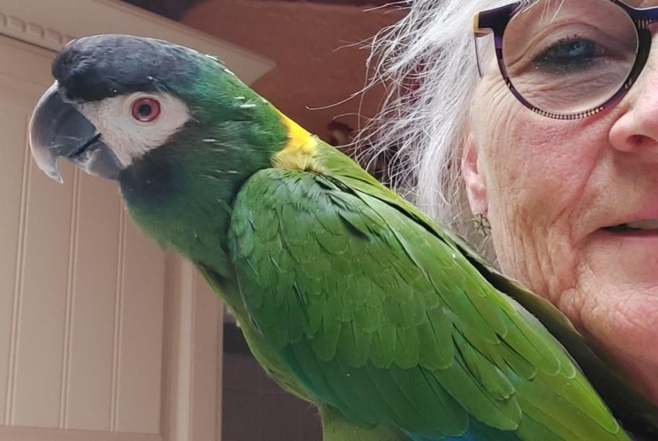Verdwijningsalarm Vogel Mannetje , 2026 jaar Dinant België