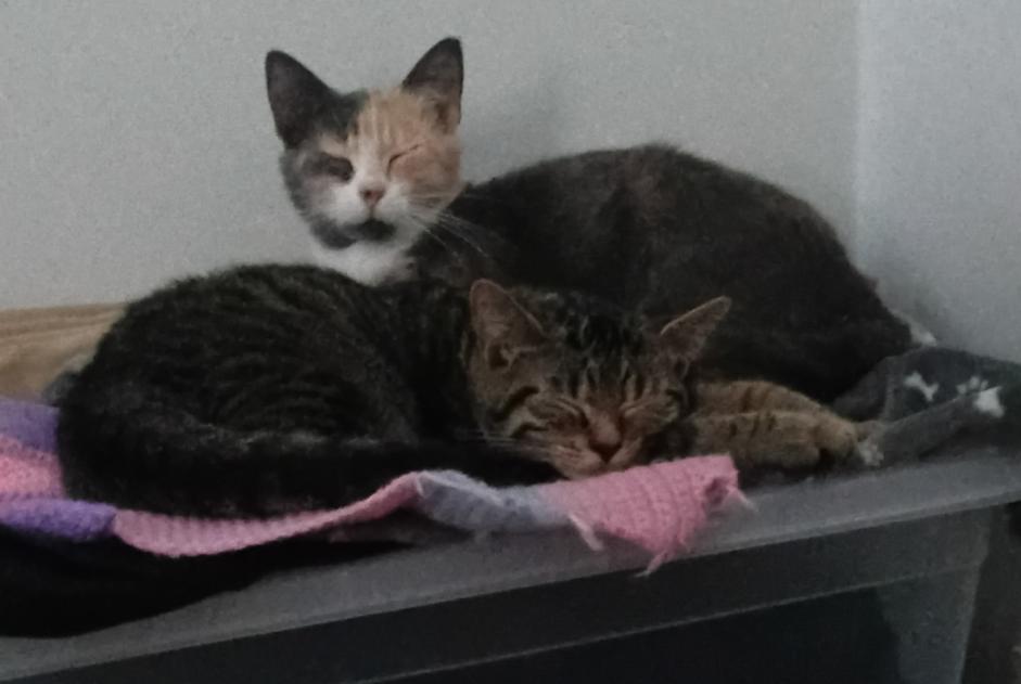 Alerta desaparecimento Gato Fêmea , 1 anos Dilbeek Belgium