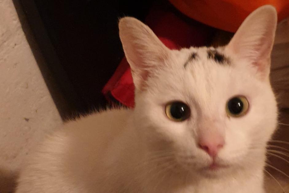 Alerta desaparecimento Gato Macho , 4 anos Auderghem Belgium