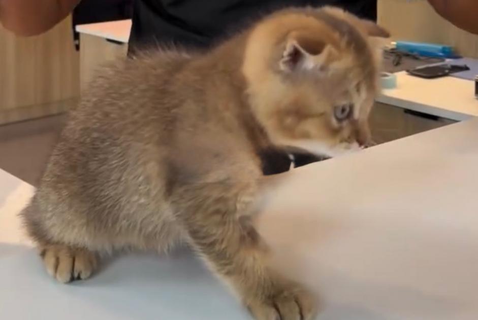 Alerta desaparecimento Gato Macho , 0 anos Bruxelles Belgium Alerta desaparecimento Gato Macho , 0 anos Bruxelles Belgium