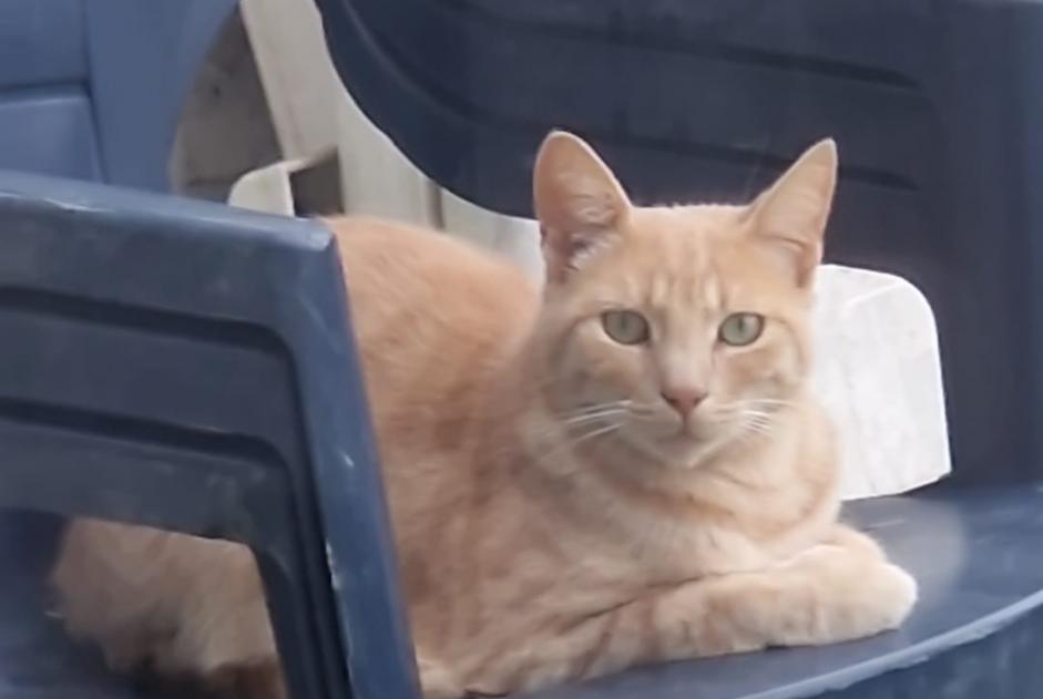 Alerta desaparecimento Gato cruzamento Macho , 3 anos La Louvière Belgium Alerta desaparecimento Gato cruzamento Macho , 3 anos La Louvière Belgium
