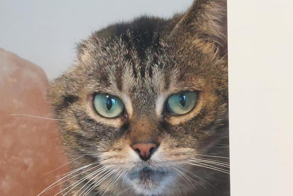 Alerta desaparecimento Gato Fêmea , 13 anos Ath Belgium