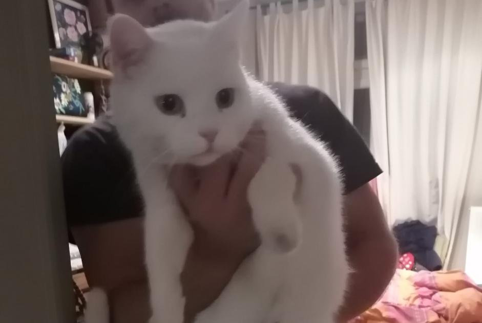 Alerta descoberta Gato  Desconhecido Etterbeek Belgium
